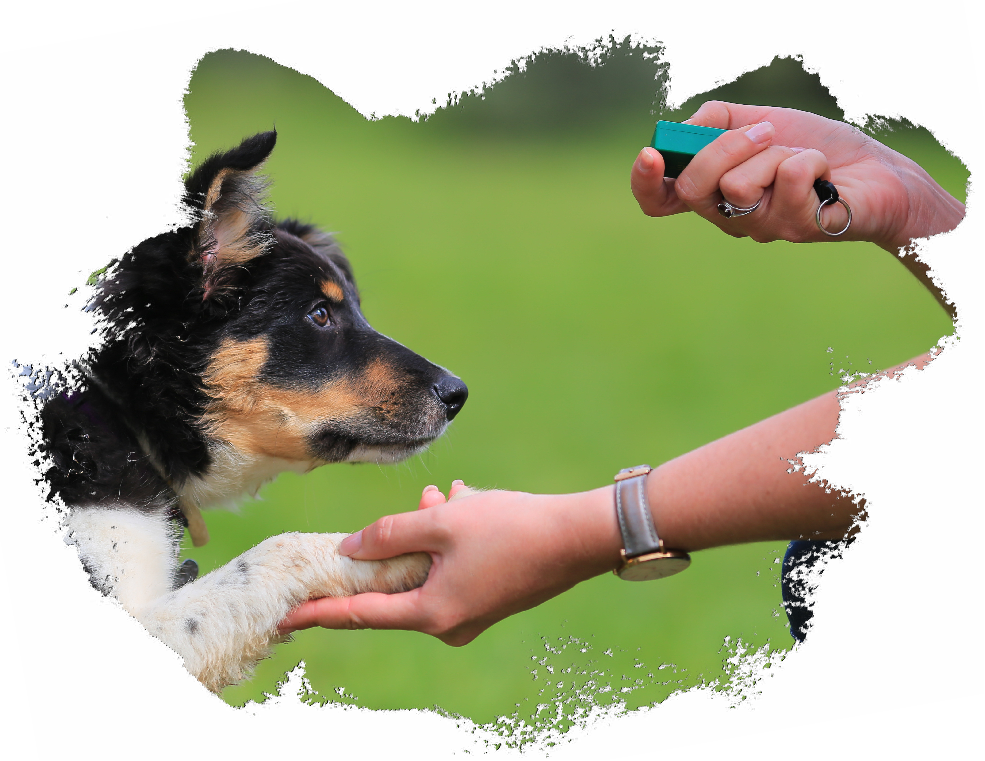 Hundekurs1