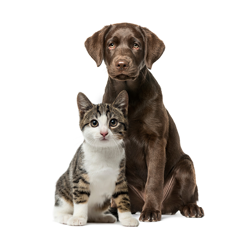 cat-dog