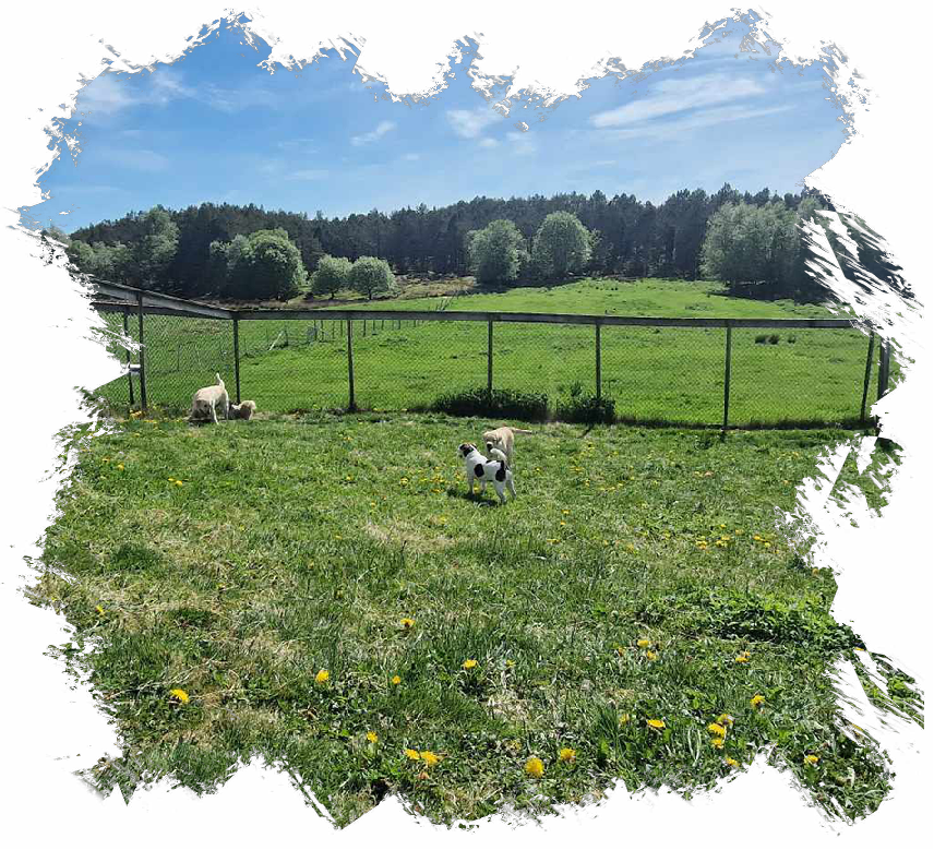 hundepark