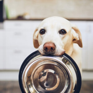 Hundefor